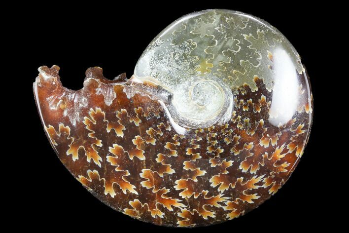 Polished, Agatized Ammonite (Cleoniceras) - Madagascar #117425